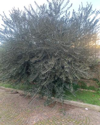 Alberi di Olivo
