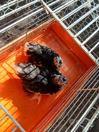Galline