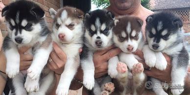 Cuccioli Husky puri occhi azzurri e pedigree ENCI