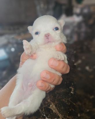 Chihuahua toy pedigree Enci