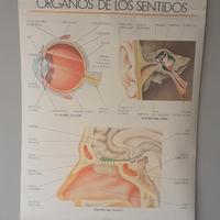 poster didattici 