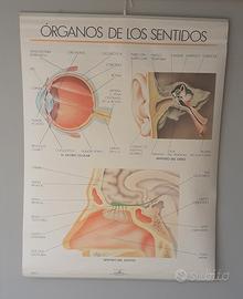 poster didattici 