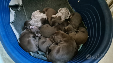 Disponibi cuccioli di bracco tedesco