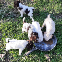 Cuccioli di lagotto romagnolo