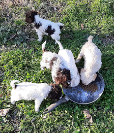 Cuccioli di lagotto romagnolo