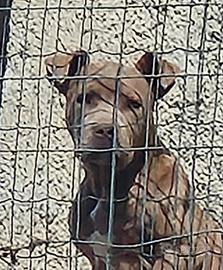 Cucciola di rednouse Pitbull disponibille