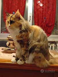 Maine Coon