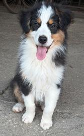 Cuccioli di pastore australiano
