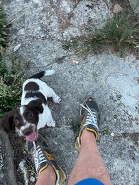 Cani da tartufo