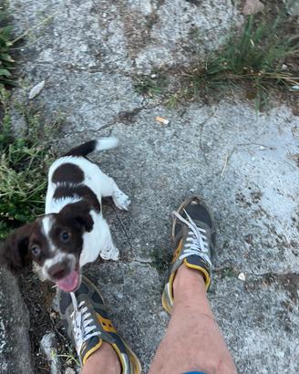 Cani da tartufo
