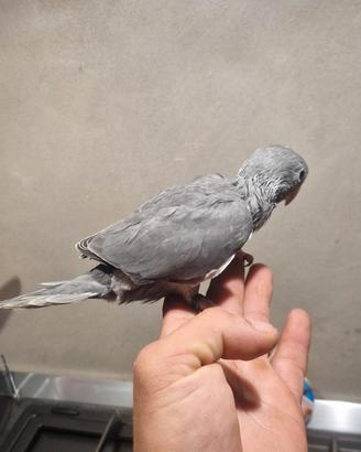 Parrocchetti dal collare