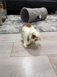 Ariete mini lop occhi chiari