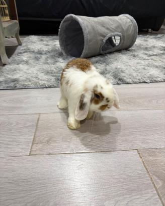 Ariete mini lop occhi chiari