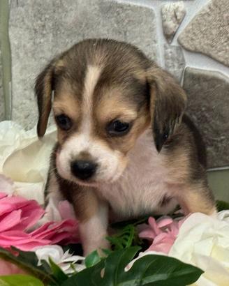 Beagle