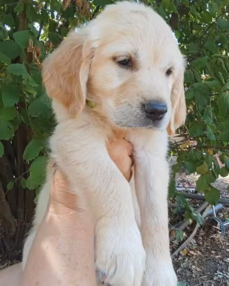 Golden retriever cuccioli