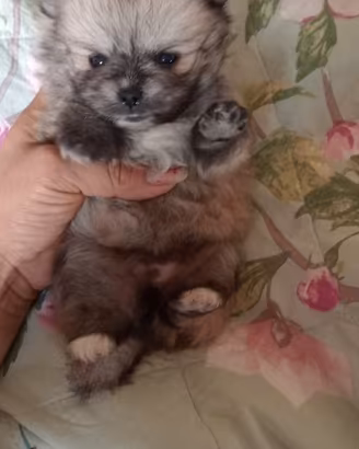 SPITZ Pomerania