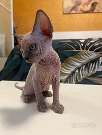 Gattina Sphynx con pedigree