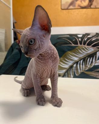 Gattina Sphynx con pedigree