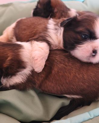 Shihtzu con pedigree