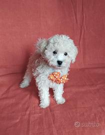 Barboncino nano maschio