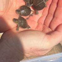 Chrysemys Picta Belli