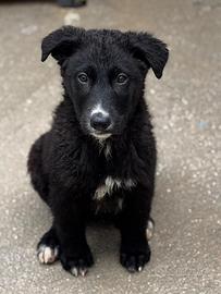 Cucciolo taglia medio grande