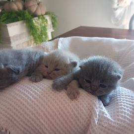 Cucciola di British Shorthair