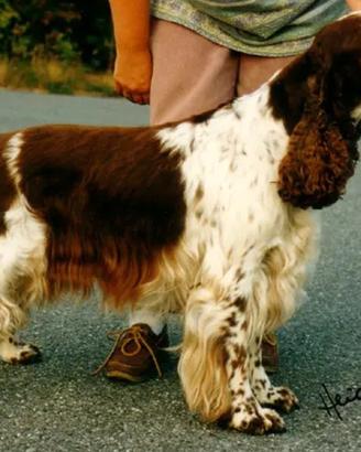 Cuccioli di springer spaniel inglese