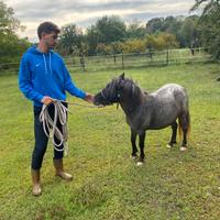 Cavallo pony mini shetland