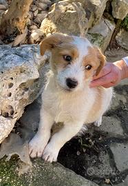 Cagnolino cerca casa