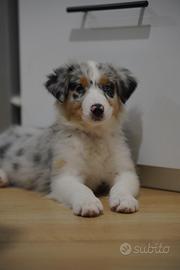 Pastore australiano Blu merle