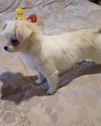 Cuccioli di chihuahua