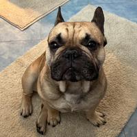 Bulldog francese