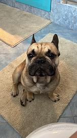 Bulldog francese