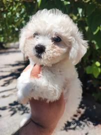 Maltipoo Cucciola