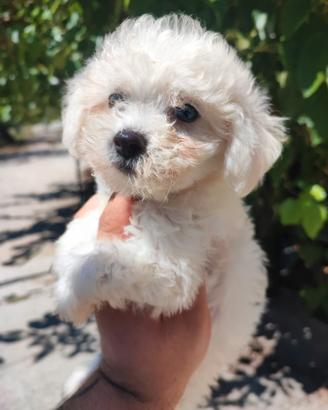 Maltipoo Cucciola