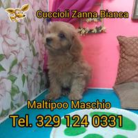 MALTIPOO MASCHIO red+tanto amore AV+2