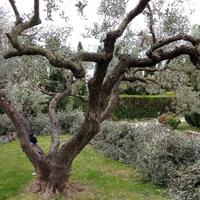 operaio giardiniere 