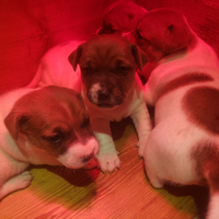 Cuccioli razza jack russel con pedigree