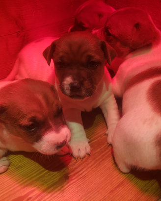 Cuccioli razza jack russel con pedigree
