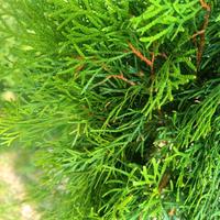 thuja smerald 