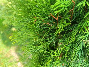 thuja smerald 
