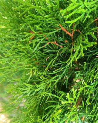 thuja smerald 