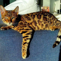 Gatto maschio del bengala per monta