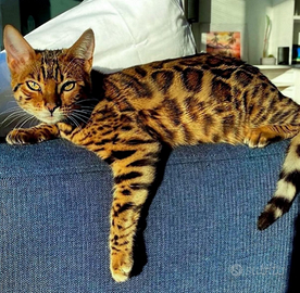 Gatto maschio del bengala per monta