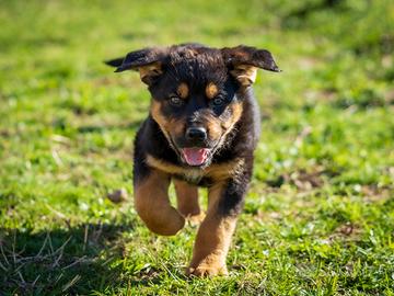 Cuccioli Rottweiler x Labrador