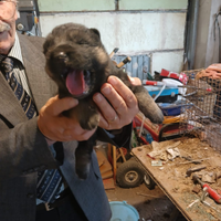 Cuccioli di pastore tedesco