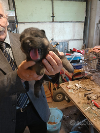 Cuccioli di pastore tedesco