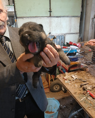 Cuccioli di pastore tedesco