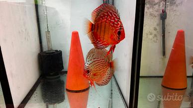 Coppie riproduttive Discus